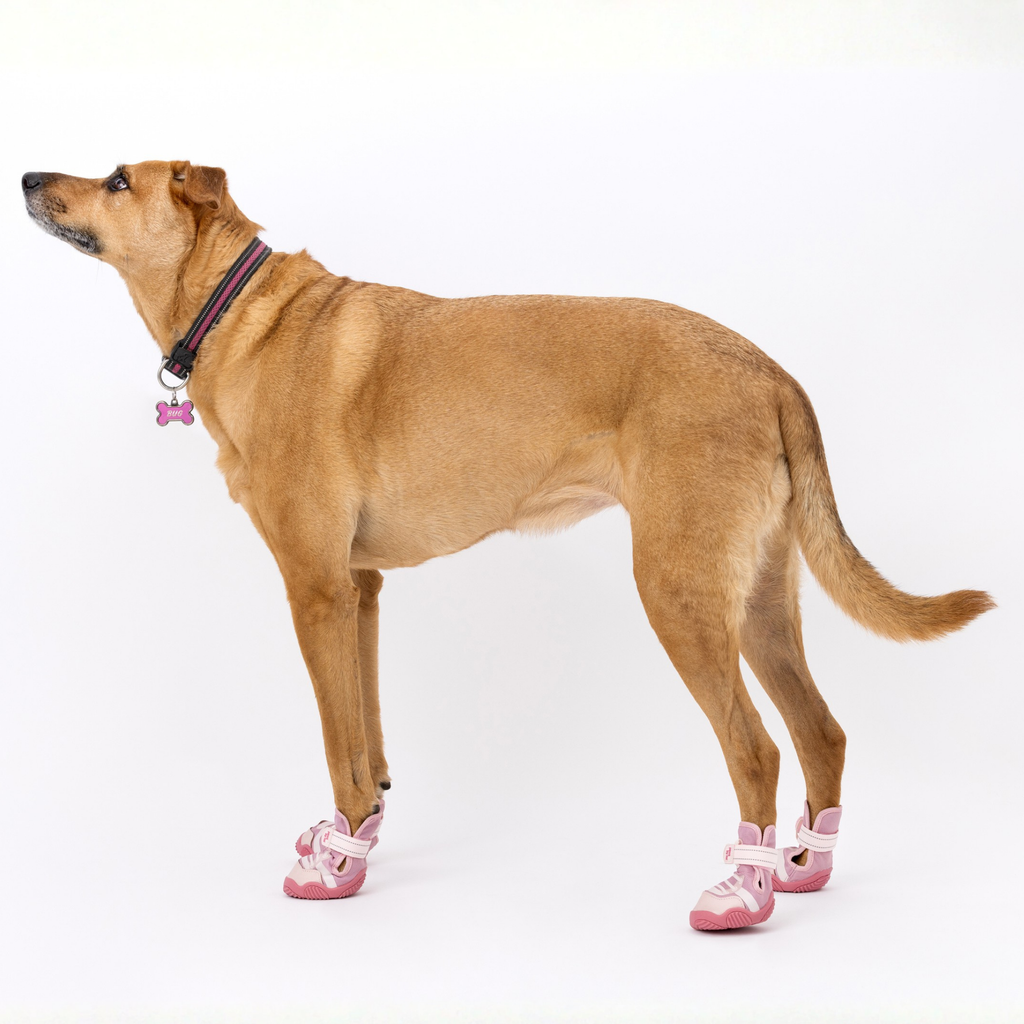The Kai- Dog Sneaker by Paws By Kai