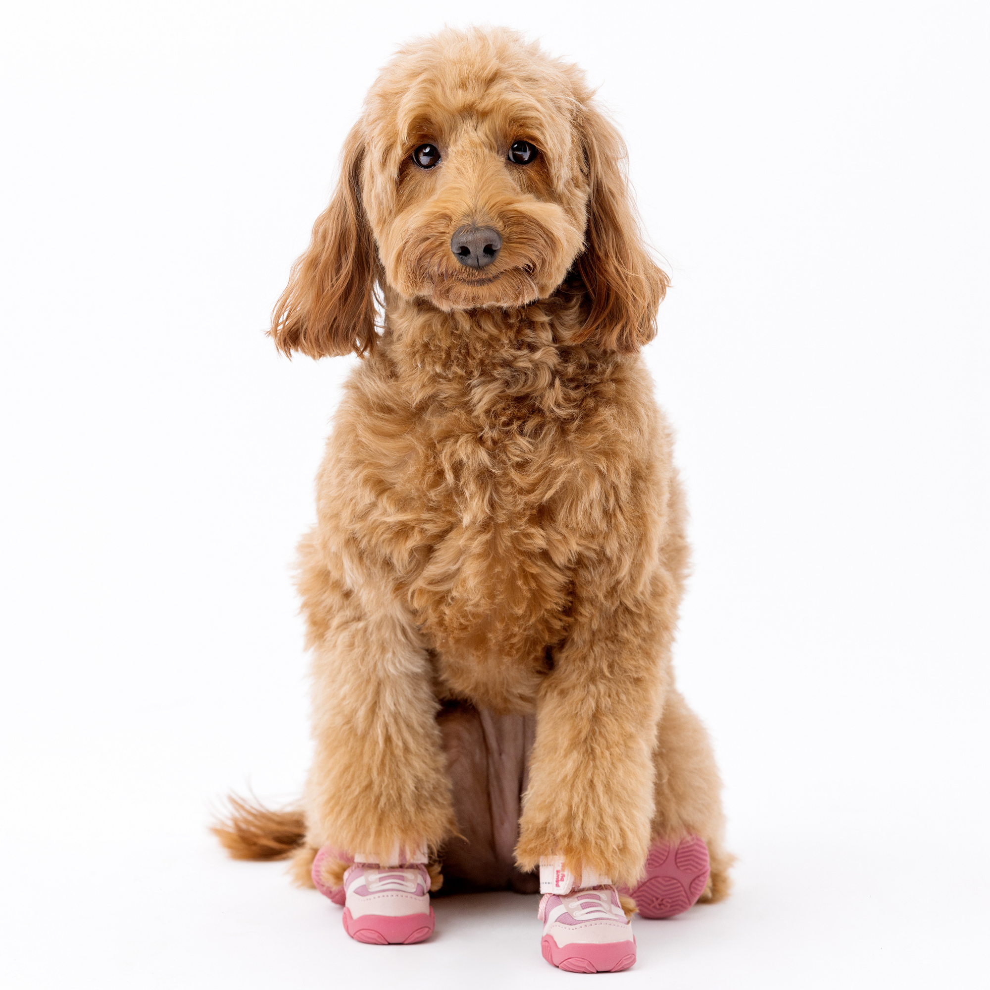 The Kai- Dog Sneaker by Paws By Kai