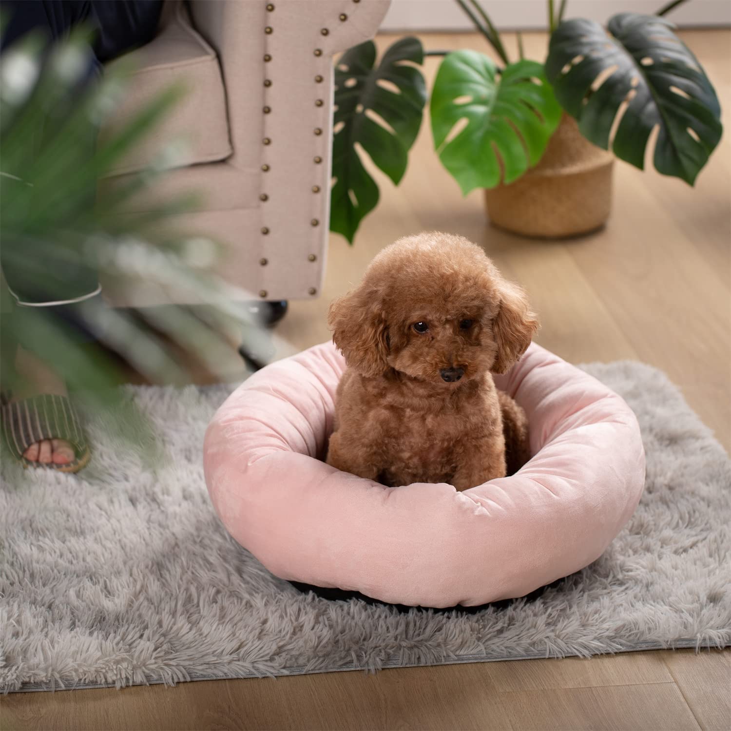 Kasentex Donut Design Round Dog Bed, Anti Slip and Machine Washable by Kasentex