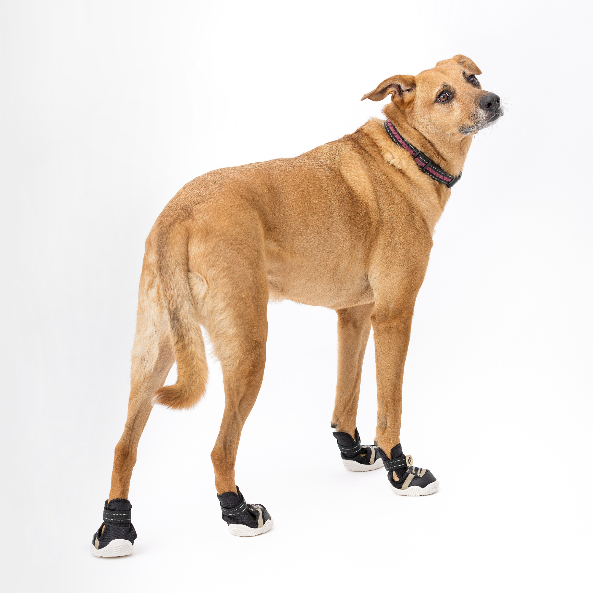 The Kai- Dog Sneaker by Paws By Kai
