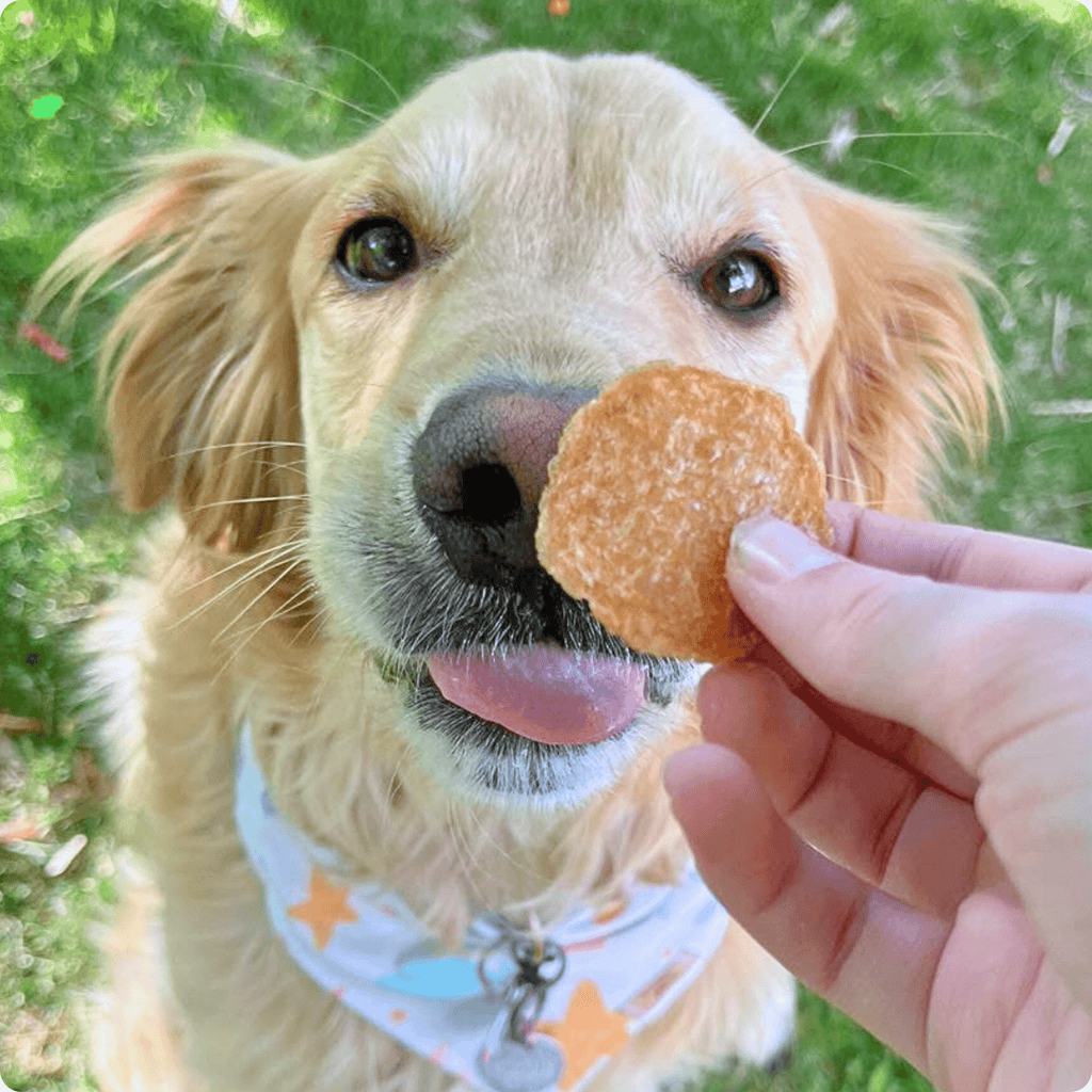 Chicken Chips for Dogs | All-Natural Single-Ingredient Dog Treats by Farm To Pet