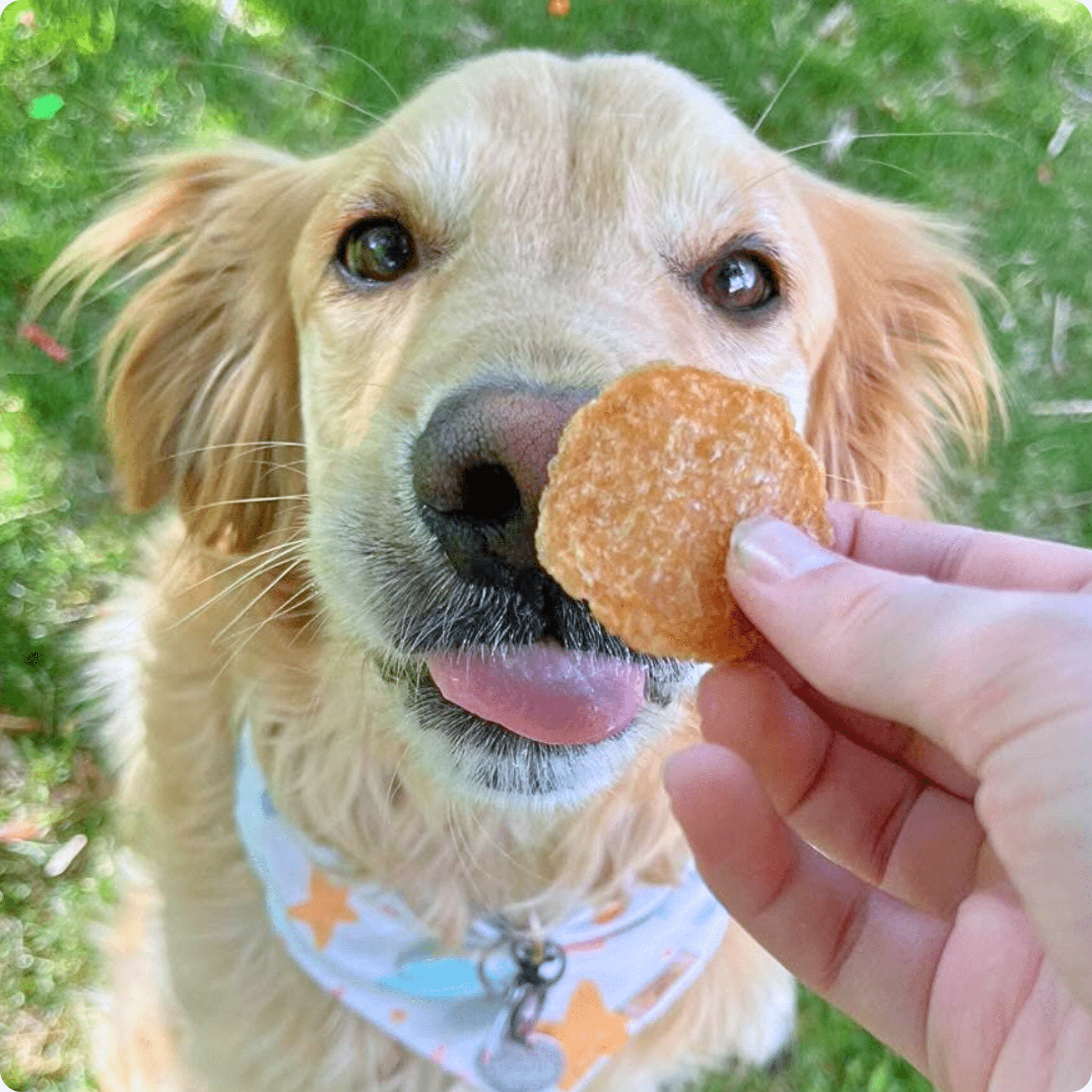 Chicken Chips for Dogs | All-Natural Single-Ingredient Dog Treats by Farm To Pet