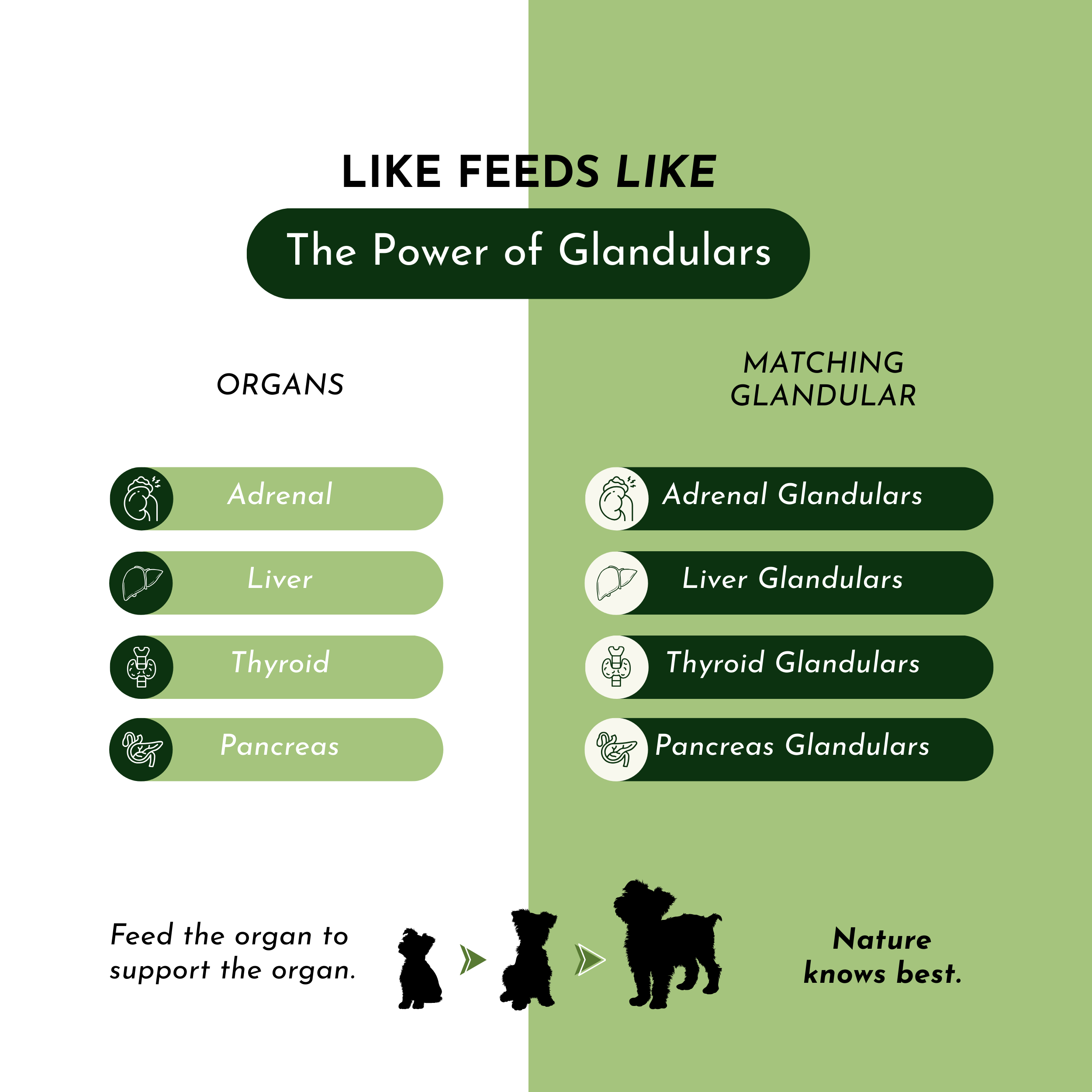 Holistic Total Body Support — Daily Multivitamin & Pasture-Raised Glandular Blend for Dogs & Cats by Dr. Ruth Roberts