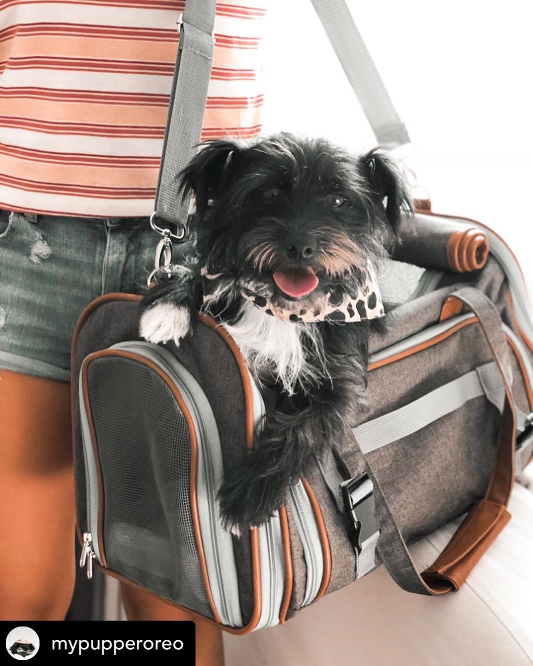 Mr. Peanut's Gold Series Big Apple XL Expandable Pet Carrier V2.0 by Mr. Peanut's Pet Carriers