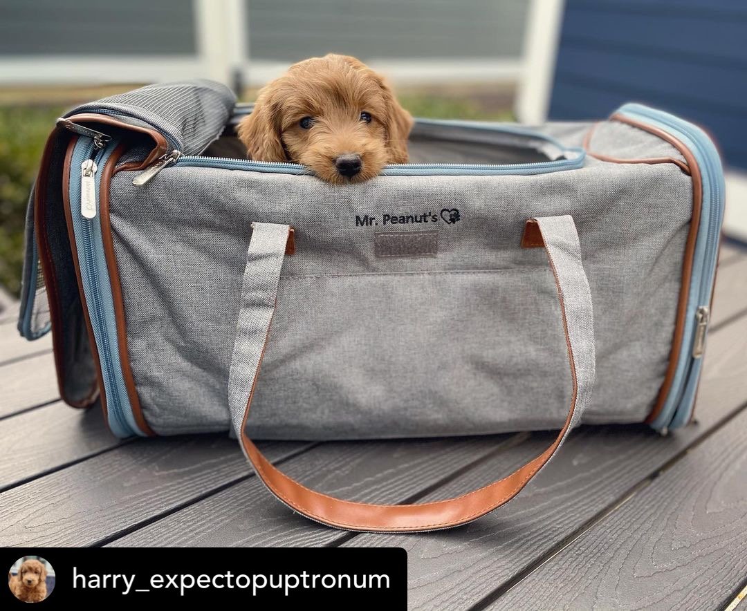 Mr. Peanut's Gold Series Big Apple XL Expandable Pet Carrier V2.0 by Mr. Peanut's Pet Carriers