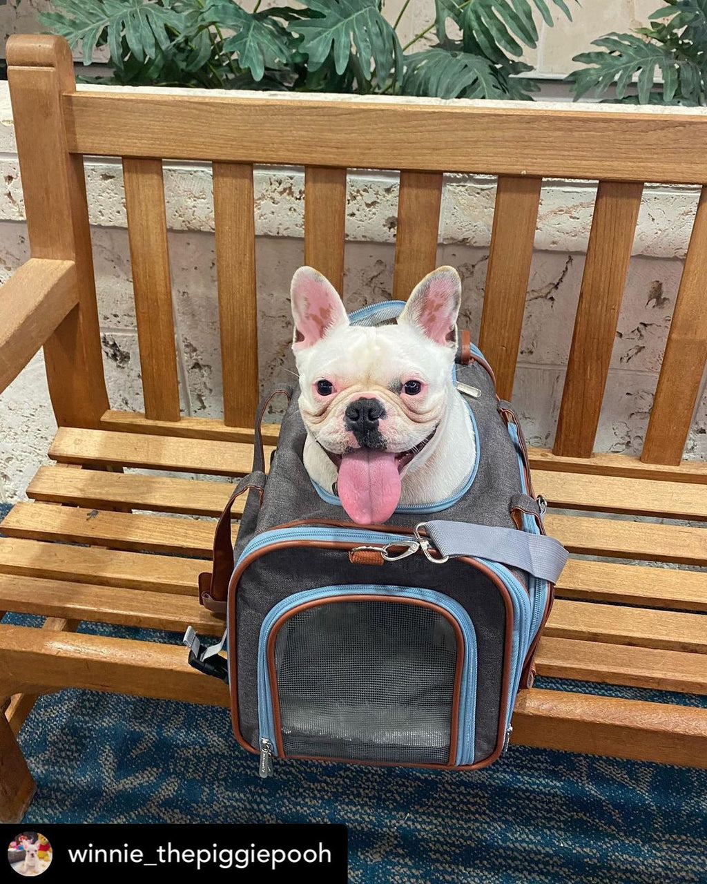 Mr. Peanut's Gold Series Big Apple XL Expandable Pet Carrier V2.0 by Mr. Peanut's Pet Carriers