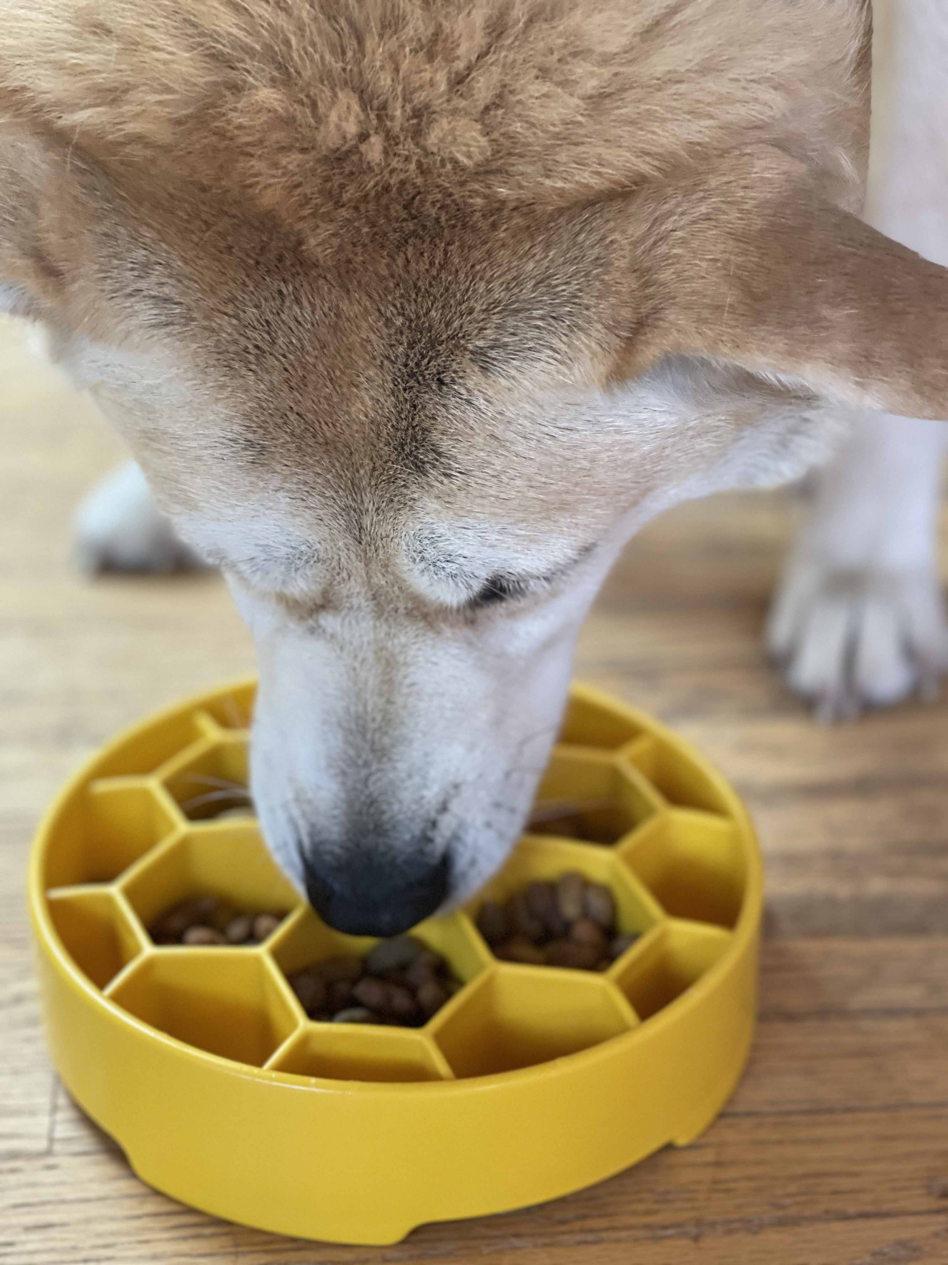 Honeycomb eBowl Deep Slow Feeder Dog Bowl for Enrichment | USA Made by SodaPup/True Dogs, LLC