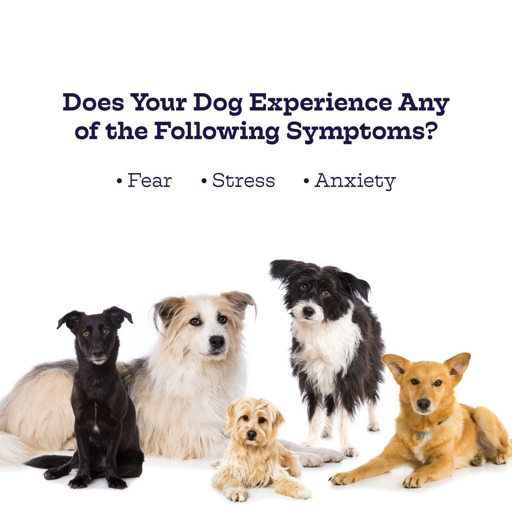 Chillout Chews by Moe's Healthy Pets