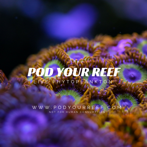 Nannochloropsis Phytoplankton Culture by Pod Your Reef