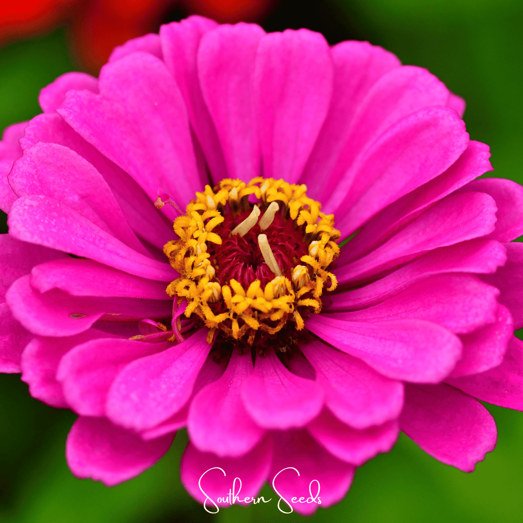 Blueberry Cheesecake Zinnia – 100 Seeds by Southern Seeds