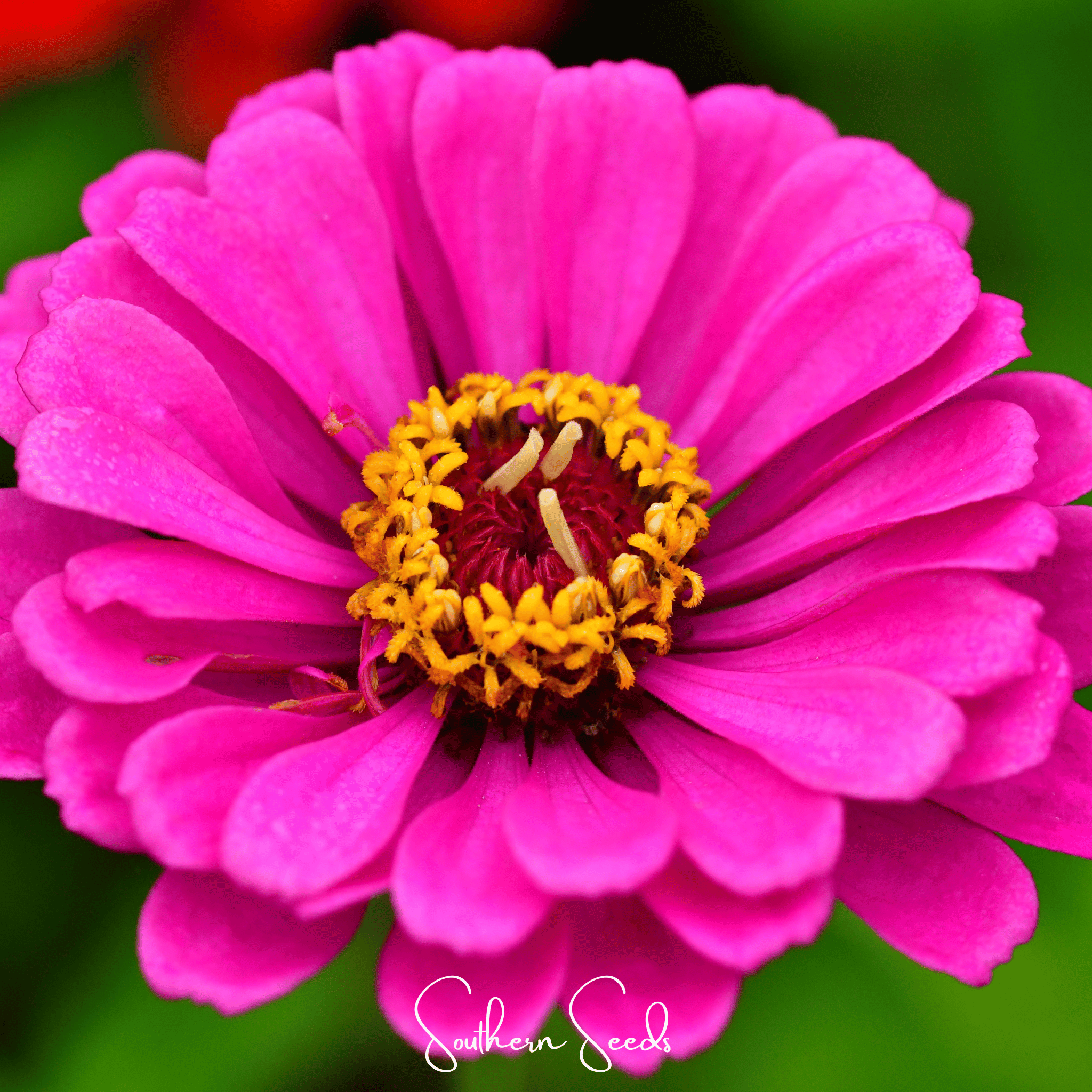 Blueberry Cheesecake Zinnia – 100 Seeds by Southern Seeds