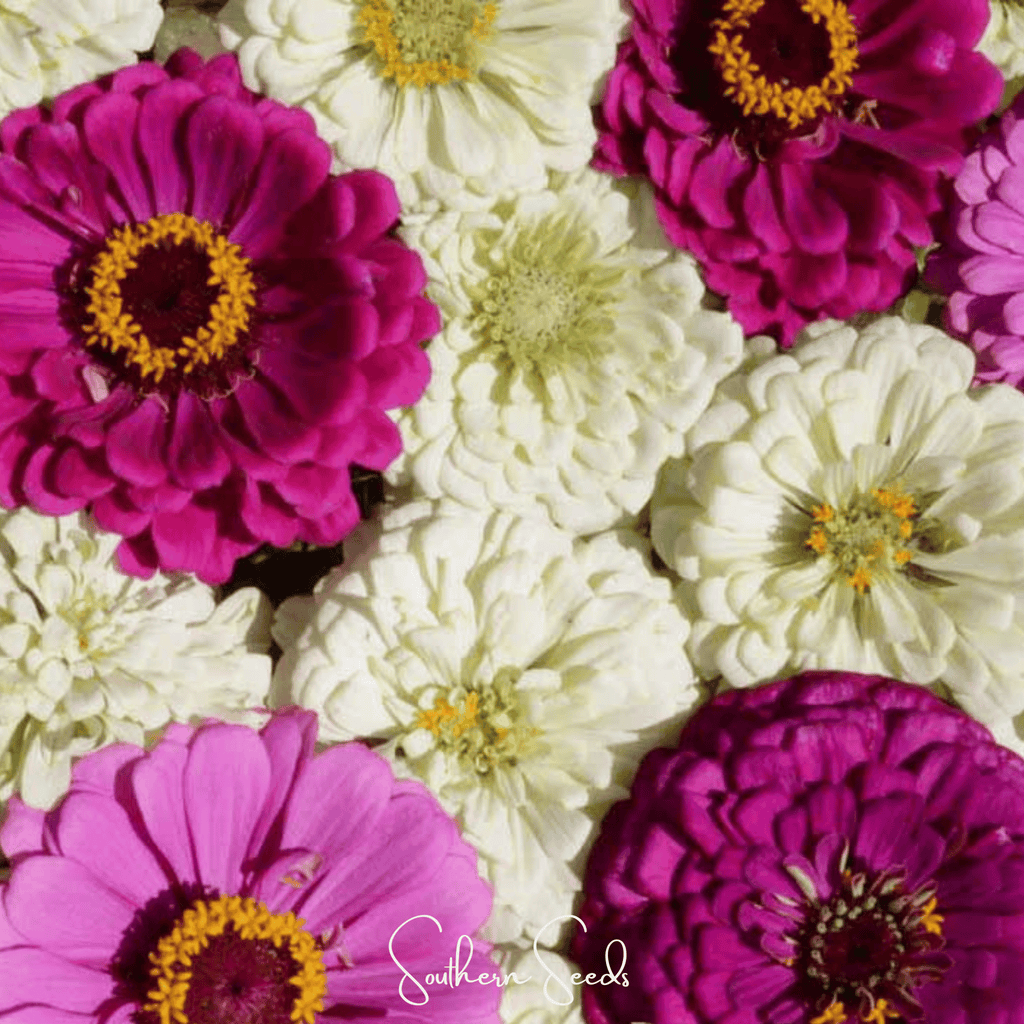 Blueberry Cheesecake Zinnia – 100 Seeds by Southern Seeds