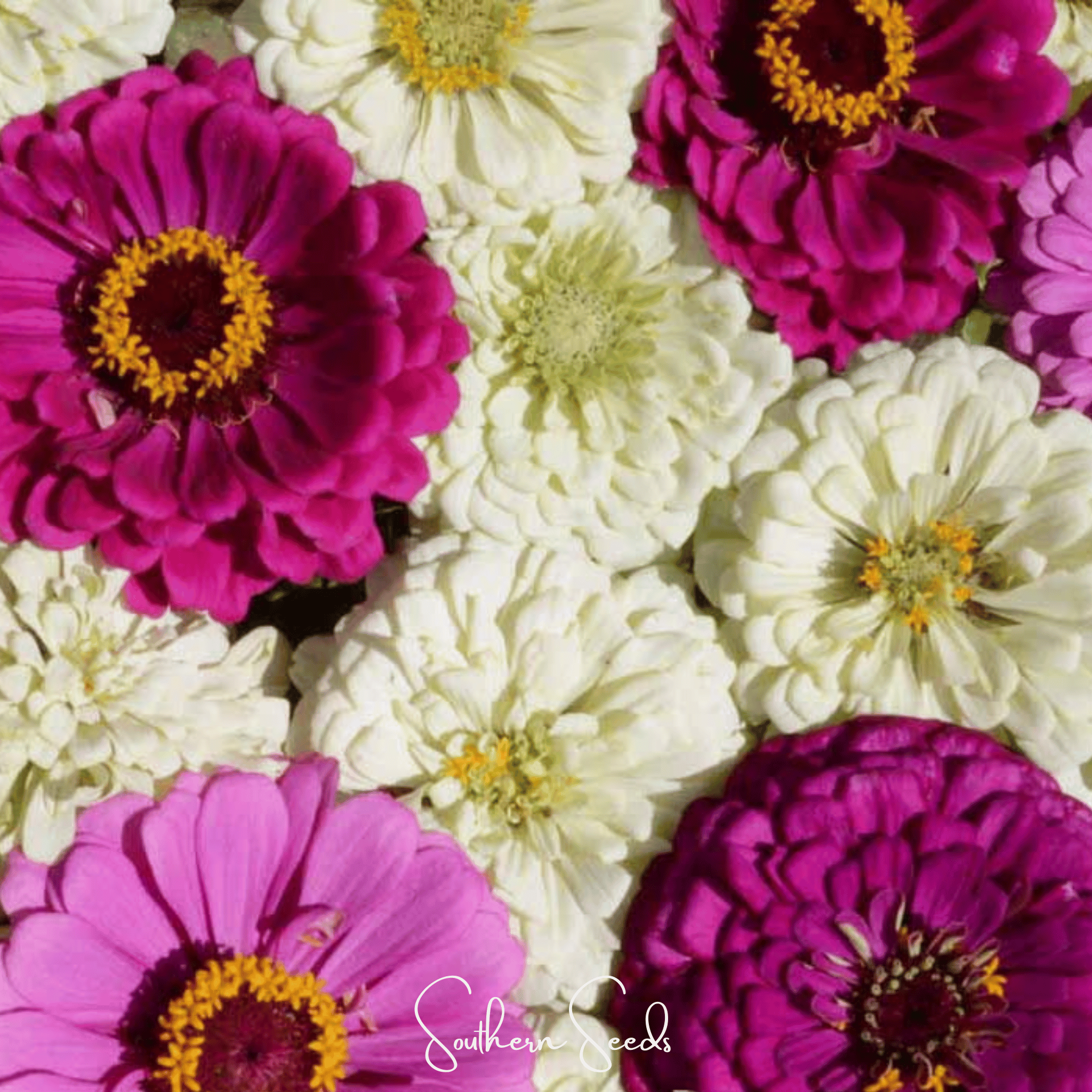 Blueberry Cheesecake Zinnia – 100 Seeds by Southern Seeds