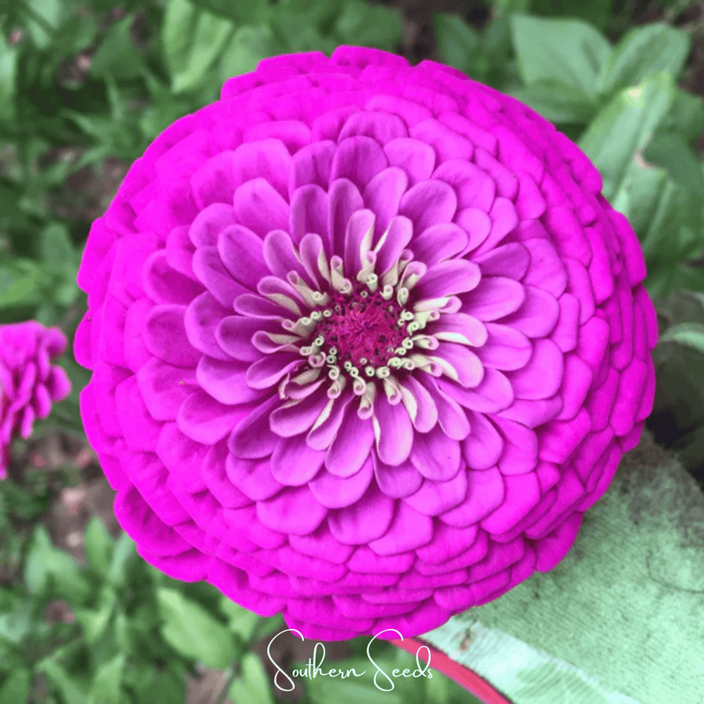 Blueberry Cheesecake Zinnia – 100 Seeds by Southern Seeds