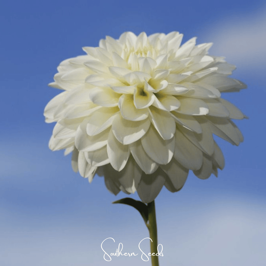 Blueberry Cheesecake Zinnia – 100 Seeds by Southern Seeds